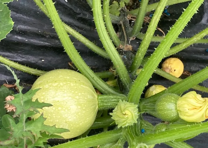 Privat bolig Olhatsia *